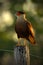 Portrait of birds of prey Caracara plancus, Southern Caracara, sitting in the grass, Pantanal, Brazil