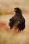 Portrait of birds of prey Strieted caracara, Phalcoboenus australis, sitting in the grass, Falkland Islands, Argentina