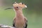 Portrait birds with tufted