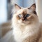 Portrait of a Birman cat sitting in a light room beside a window. Closeup face of a beautiful Birman cat at home. Portrait of a