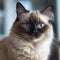 Portrait of a Birman cat sitting in a light room beside a window. Closeup face of a beautiful Birman cat at home. Portrait of a