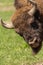 Portrait of a bison in a green meadow in the background. Sweden national park