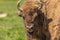 Portrait of a bison in a green meadow in the background. Sweden national park