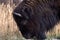 Portrait of a bison in a profile.