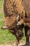 Portrait of a bison walking in a green meadow in Sweden national parks. It scratches the ear with a hoof. Annoying flies bite