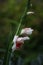 Portrait of \\\'Bizar\\\' gladiolus from side angle