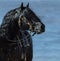 Portrait of black Andalusian horse in beautiful bridle.