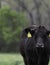 Portrait of black Angus heifer