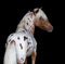 Portrait on black backgound of American Miniature Horse