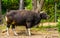 Portrait of a black banteng bull in the pasture, Endangered animal specie from Indonesia