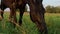 Portrait of black beautiful stallion grazing at pasture at evening