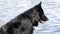 Portrait of a black Belgian Shepherd dog against a watery background