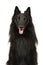 Portrait of a black belgian shepherd dog called groenendaeler lo