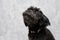 Portrait of a black bolonka puppy