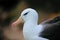 Portrait of Black-browed albatross, Thalassarche melanophris, white head with nice bill, on the Falkland Islands