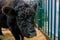 Portrait of black bull at agricultural animal exhibition