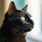 Portrait of a Black Burmese cat sitting in a light room beside a window. Closeup face of a beautiful Burmese cat at home. Portrait