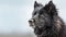 Portrait of a black canadian wolf. Generative AI.