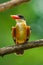 Portrait of Black-capped Kingfisher