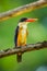 Portrait of Black-capped Kingfisher