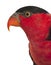 Portrait of Black-capped Lory, Lorius lory, also known as Western Black-capped Lory or the Tricolored Lory