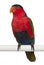 Portrait of Black-capped Lory, Lorius lory, also known as Western Black-capped Lory or the Tricolored Lory, a parrot