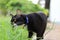 Portrait of a black cat enjoying natural outdoor activities