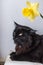 Portrait of a black cat lying on a wooden background with a yellow daffodil flower