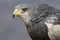 Portrait of a black chested buzzard eagle