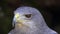 Portrait of Black-Chested Buzzard-Eagle Geranoaetus melanoleucus