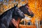 Portrait of black and chestnut horses in autumn