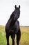 Portrait of  black colt in field.  sportive russian Orlov-Rostopchin breed