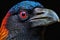 Portrait of a Black-crested Hornbill (Chrysocorax melanoleucus)