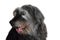 Portrait of a black crossbreed dog