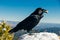 Portrait of a black crow close up in winter time