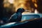 Portrait of a black crow sitting on the hood of a car. Generative AI.