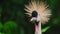 Portrait of Black Crowned Crane in the rainforest