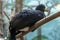 Portrait of a black curassow