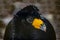 Portrait of Black curassow Crax alector, Guyana