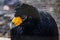 Portrait of Black curassow Crax alector, Guyana. It is found in humid forests in northern South America in Colombia, Venezuela