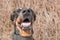 Portrait of a black doberman