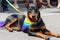 Portrait of a black doberman dog with a rainbow collar on a leash. Generative AI