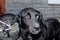 Portrait of a black dog with eyes of different colors