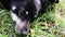 Portrait of black dog lying among green grass and sniff by black nose and blink eyes