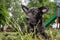 Portrait of a black dog outdoor. Mongrel dog