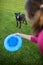 Portrait of a black dog running fast outdoors, playing with frisbee