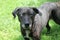 Portrait of a black dog with a white eye against a background of green grass.