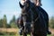 Portrait of black dressage horse with rider