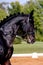 Portrait of black dressage sport horse