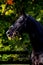 Portrait of black dressage sport horse